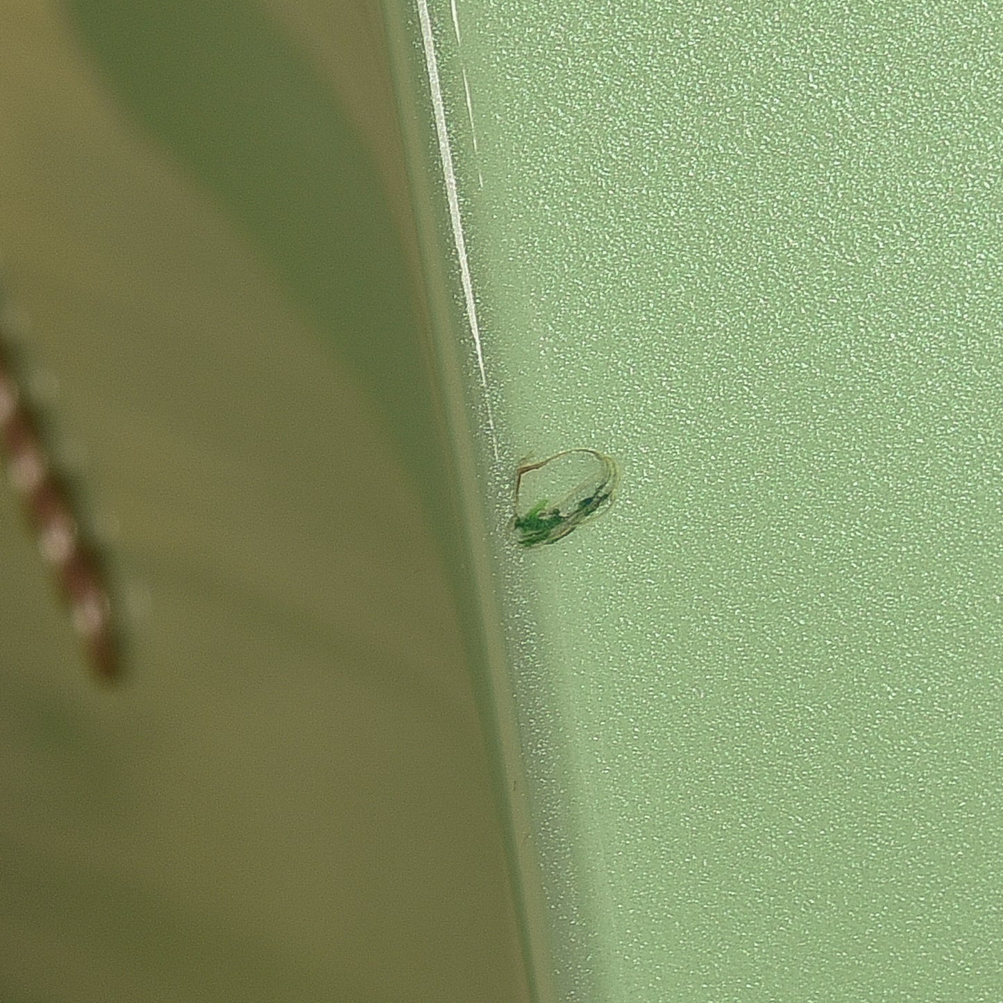 Fender Limited Edition Player Telecaster Surf Pearl 2020 Electric Guitars / Solid Body