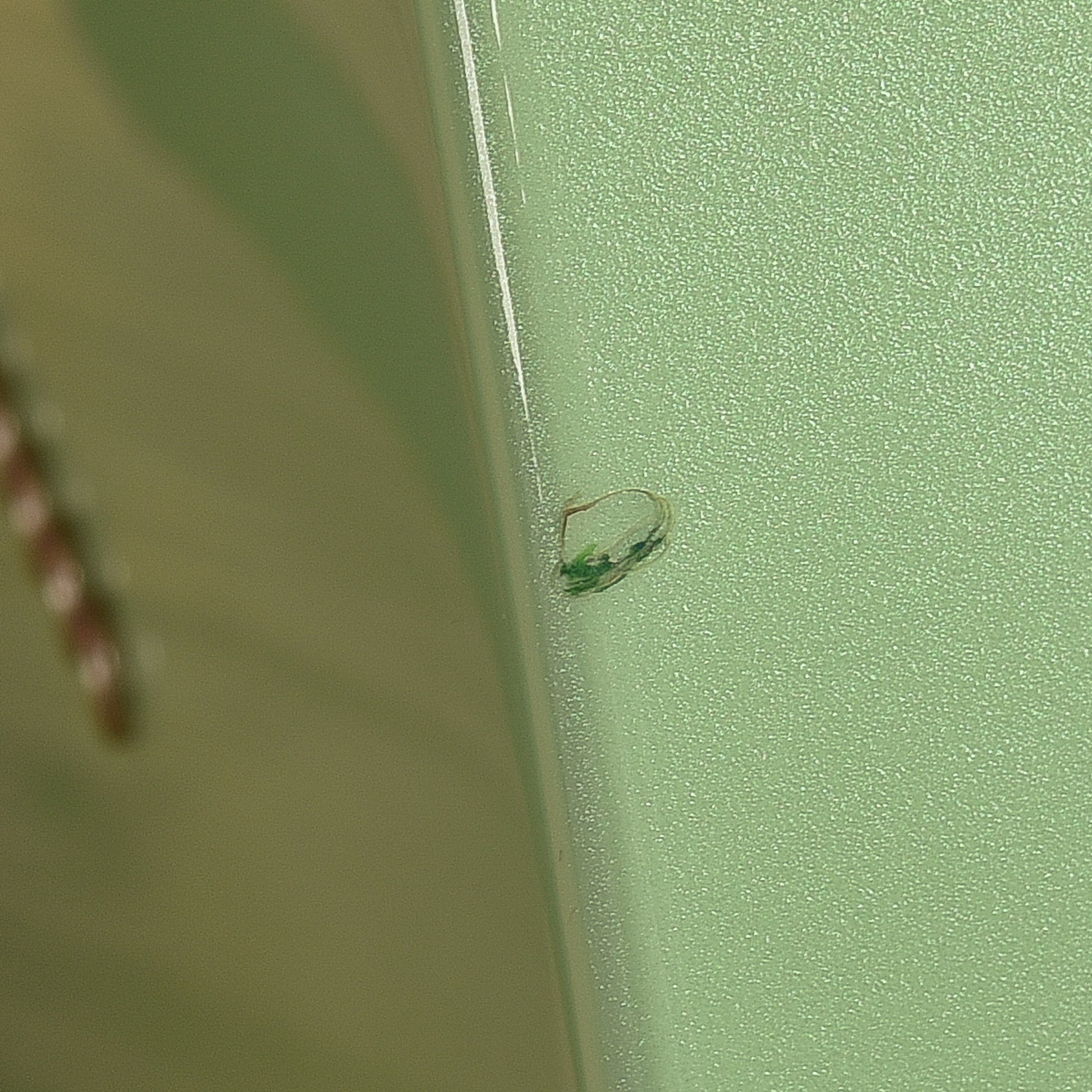 Fender Limited Edition Player Telecaster Surf Pearl 2020 Electric Guitars / Solid Body