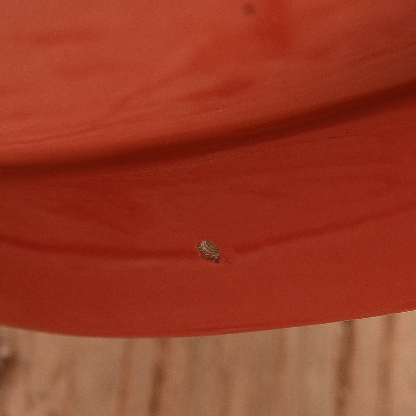 D'Angelico Premier Bedford SH w/ Tremolo Fiesta Red 2021